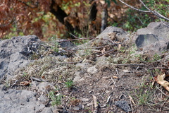 Selaginella rupestris