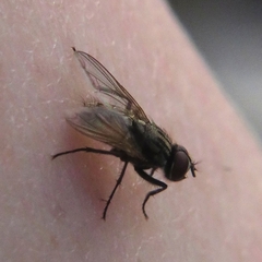 Muscidae