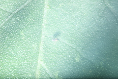 Milichiidae