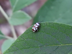 Omophoita magniguttis