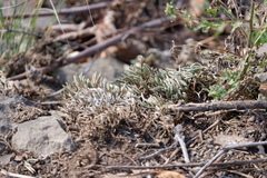 Selaginella rupestris