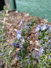 Polistes chinensis