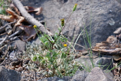 Bidens bipinnata