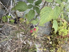 Rubus leucodermis