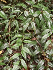 Leucothoe