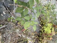 Rubus leucodermis