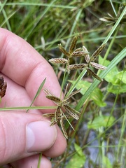Cyperus bipartitus