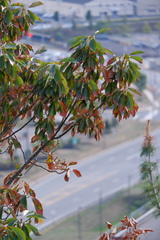 Quercus montana