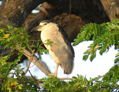 Nycticorax nycticorax