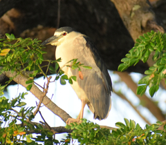 Nycticorax nycticorax