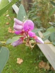 Desmodium canadense