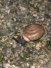 Triodopsis hopetonensis