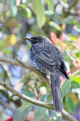 Anthochaera chrysoptera