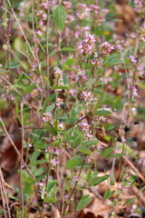 Lespedeza violacea