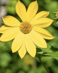Helianthus giganteus