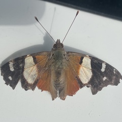 Vanessa itea