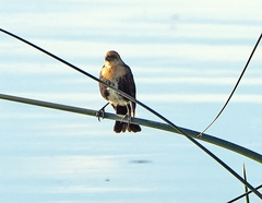 Xanthocephalus xanthocephalus