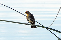 Xanthocephalus xanthocephalus