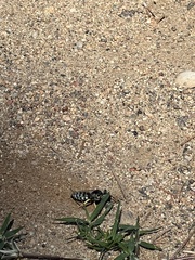 Bembix americana comata