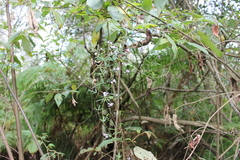 Glycine clandestina