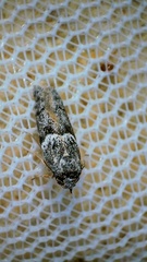 Blastobasis glandulella