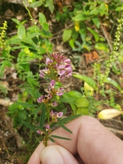 Lespedeza virginica