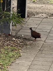 Megapodius reinwardt