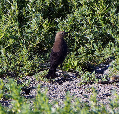 Euphagus cyanocephalus