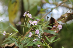 Glycine clandestina
