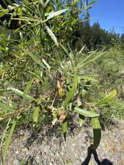 Salix lasiandra