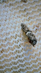 Blastobasis glandulella