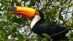 Ramphastos toco