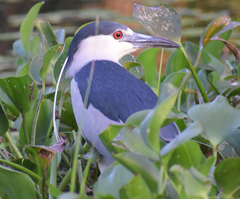 Nycticorax nycticorax