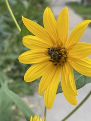 Eumelissodes
