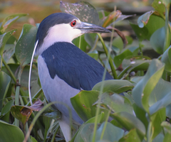 Nycticorax nycticorax