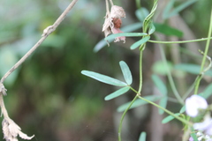 Glycine clandestina