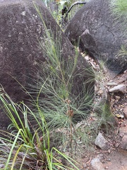 Allocasuarina verticillata