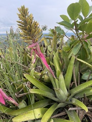 Aechmea stenosepala
