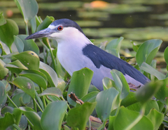 Nycticorax nycticorax