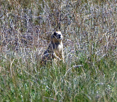 Cynomys parvidens