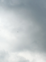 Spilornis cheela