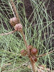 Allocasuarina verticillata