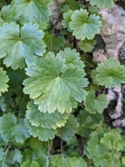 Micranthes odontoloma