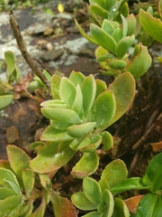 Hylotelephium telephioides