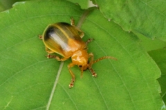 Monocesta coryli