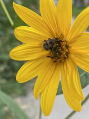 Eumelissodes
