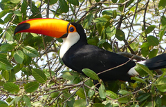 Ramphastos toco