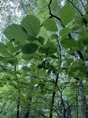 Styrax grandifolius