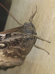 Opsiphanes tamarindi