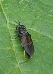 Hermetia illucens